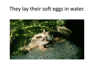 They lay their soft eggs in water.
 