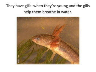 They have gills when they’re young and the gills
help them breathe in water.
 