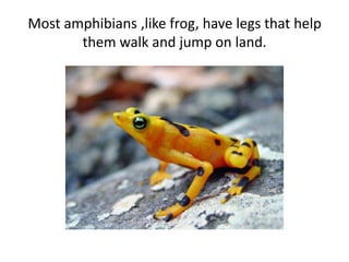 Most amphibians ,like frog, have legs that help
them walk and jump on land.
 