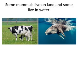 Some mammals live on land and some
live in water.
 