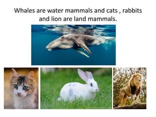 Whales are water mammals and cats , rabbits
and lion are land mammals.
 