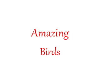 Amazing
Birds
 