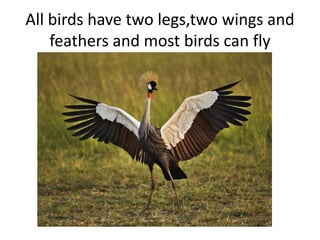 All birds have two legs,two wings and
feathers and most birds can fly
 