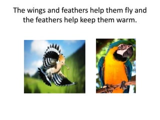 The wings and feathers help them fly and
the feathers help keep them warm.
 