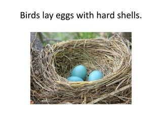 Birds lay eggs with hard shells.
 