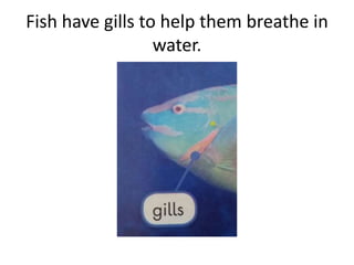 Fish have gills to help them breathe in
water.
 