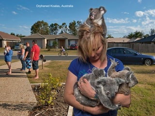 Orphaned Koalas, Australia
 