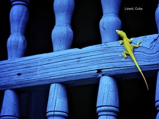 Lizard, Cuba
 