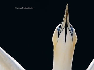 Gannet, North Atlantic
 