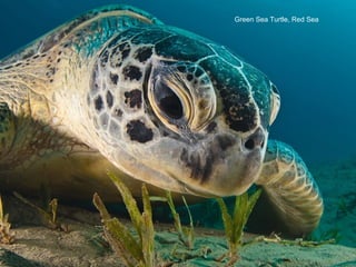 Green Sea Turtle, Red Sea
 