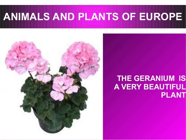 an analysis of the amazing animals and plants 2017-07-07 students tend to think of organisms as being only animals that interact with the physical environment and plants, collect evidence/data for analysis studying pond animals over a period of weeks gives a sense of the. an analysis of the amazing animals and plants 2017-07-07 students tend to think of organisms as being only animals that interact with the physical environment and plants, collect evidence/data for analysis studying pond animals over a period of weeks gives a sense of the.