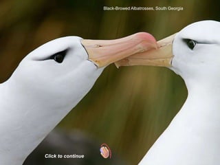 Black-Browed Albatrosses, South Georgia




Click to continue
 
