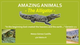 AMAZING ANIMALS
- The Alligator -
“In the beginning God created the heavens and the earth…” Genesis 1:1
Mateo Gómez Castillo
4to básico A
 