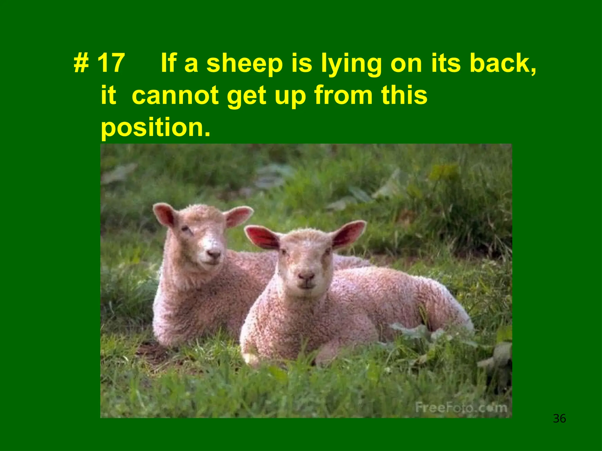 Amazing Animals Quiz pptxhhhhhhhhhhhhhhhh PPT amazing-animals-quiz-pptxhhhhhhhhhhhhhhhh-ppt