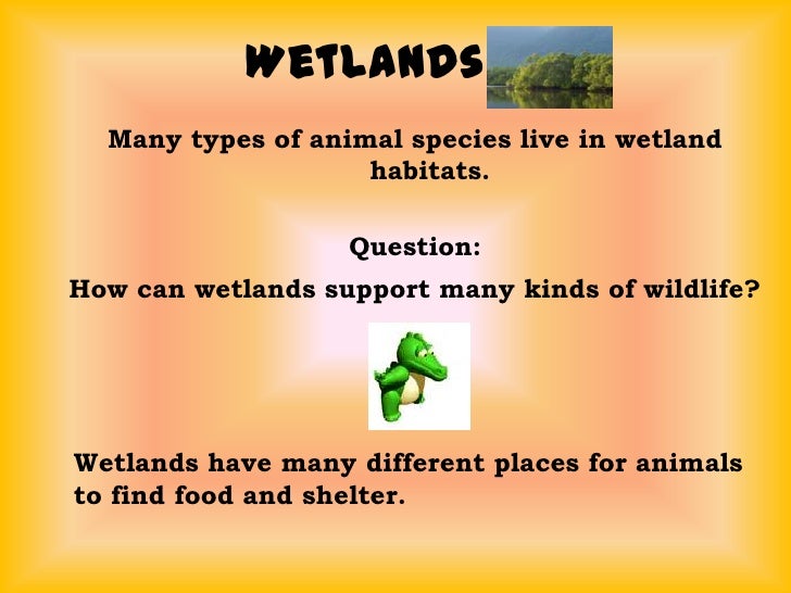 What types of animals live in wetlands?