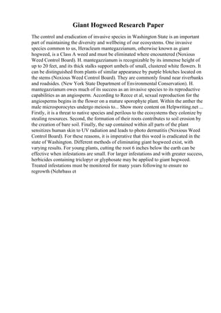 Giant Hogweed Research Paper
The control and eradication of invasive species in Washington State is an important
part of maintaining the diversity and wellbeing of our ecosystems. One invasive
species common to us, Heracleum mantegazzianum, otherwise known as giant
hogweed, is a Class A weed and must be eliminated where encountered (Noxious
Weed Control Board). H. mantegazzianum is recognizable by its immense height of
up to 20 feet, and its thick stalks support umbels of small, clustered white flowers. It
can be distinguished from plants of similar appearance by purple blotches located on
the stems (Noxious Weed Control Board). They are commonly found near riverbanks
and roadsides. (New York State Department of Environmental Conservation). H.
mantegazzianum owes much of its success as an invasive species to its reproductive
capabilities as an angiosperm. According to Reece et al, sexual reproduction for the
angiosperms begins in the flower on a mature sporophyte plant. Within the anther the
male microsporocytes undergo meiosis to... Show more content on Helpwriting.net ...
Firstly, it is a threat to native species and perilous to the ecosystems they colonize by
stealing resources. Second, the formation of their roots contributes to soil erosion by
the creation of bare soil. Finally, the sap contained within all parts of the plant
sensitizes human skin to UV radiation and leads to photo dermatitis (Noxious Weed
Control Board). For these reasons, it is imperative that this weed is eradicated in the
state of Washington. Different methods of eliminating giant hogweed exist, with
varying results. For young plants, cutting the root 6 inches below the earth can be
effective when infestations are small. For larger infestations and with greater success,
herbicides containing triclopyr or glyphosate may be applied to giant hogweed.
Treated infestations must be monitored for many years following to ensure no
regrowth (Nehrbass et
 