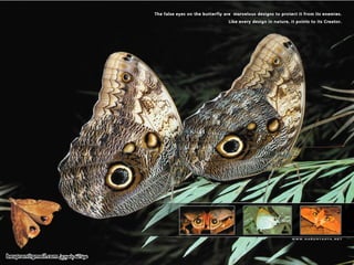 Amazing Creatures  Butterfly