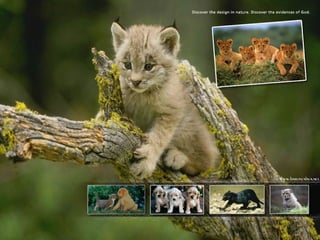 Amazing Creatures (Tiger & Cheetah)