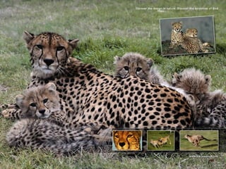 Amazing Creatures (Tiger & Cheetah)