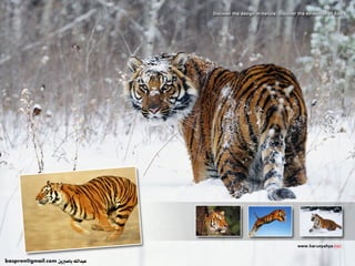 Amazing Creatures (Tiger & Cheetah)
