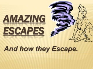 AMAZING
ESCAPES
And how they Escape.
 