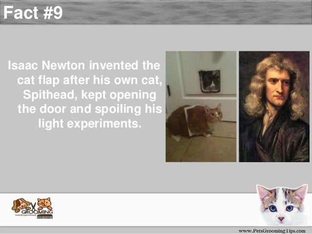 Amazing Fact About Cats