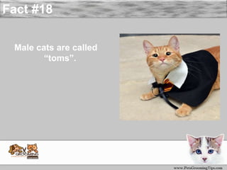 Disgusting facts about cats sale