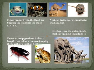 Fishescannot live in the Dead Sea because the water has too much salt in it.A rat can last longer without water than a camel.Elephants are the only animals that can't jump. ( thankfully !!)Fleas can jump 350 times its body length, that is like a   human jumping the length of a football field.