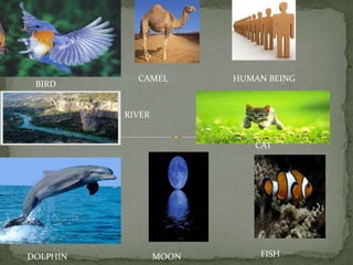 CAMELHUMAN BEINGBIRDRIVERCATFISHDOLPHINMOON