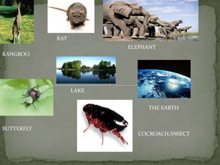 RATELEPHANTKANGROOLAKETHE EARTHBUTTERFLYCOCROACH/INSECT