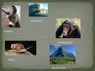 VOLCANODONKEYCHIMPANZEESNAILMOUNTAIN