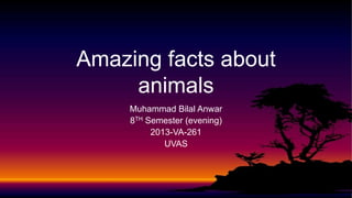 Muhammad Bilal Anwar
8TH Semester (evening)
2013-VA-261
UVAS
Amazing facts about
animals
 