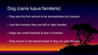 Amazing facts about different animals