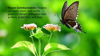 AMazing Facts of Flowers this slide shows .pptx