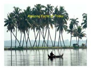 Amazing Facts of Trees
 