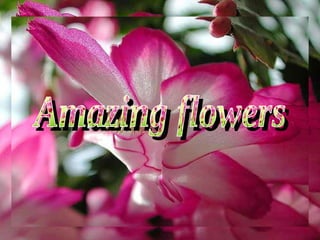 Amazing flowers 
