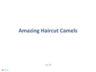 Amazing Haircut Camels

by Jit

 