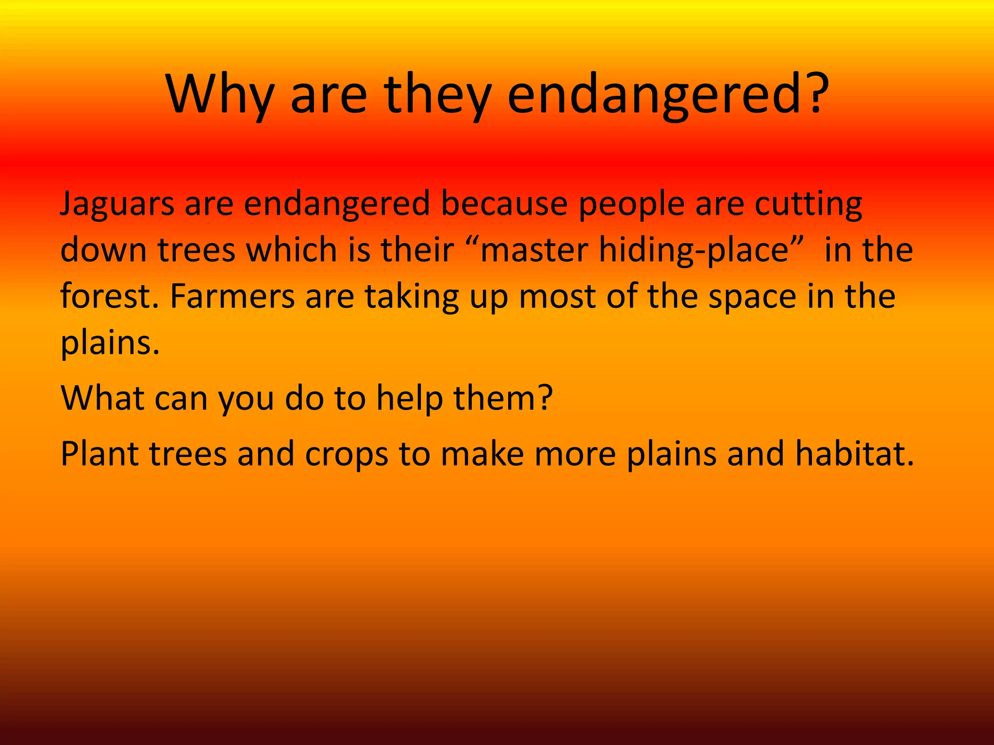 Flat Faced Monkeys: Are They Endangered? - 41kr3sk