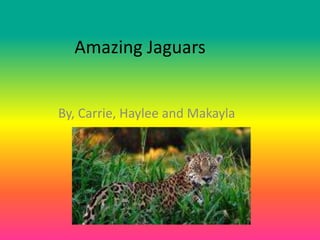 Amazing Jaguars


By, Carrie, Haylee and Makayla
 