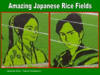 Amazing Japanese Rice Fields Japanese Music – Sakura Hanagasumi  