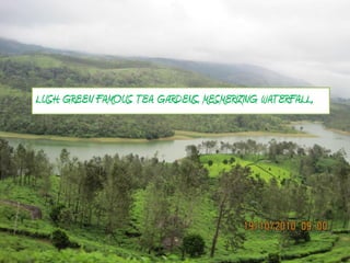LUSH GREEN FAMOUS TEA GARDENS, MESMERIZING WATERFALL,
 