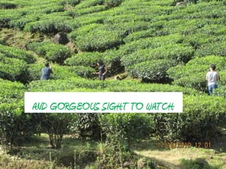 AND GORGEOUS SIGHT TO WATCH.
 