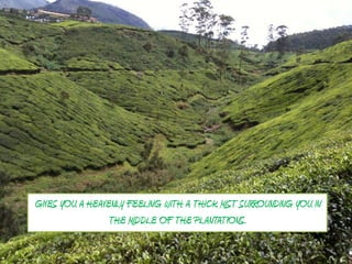 GIVES YOU A HEAVENLY FEELING WITH A THICK MIST SURROUNDING YOU IN
                 THE MIDDLE OF THE PLANTATIONS.
 