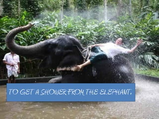 TO GET A SHOWER FROM THE ELEPHANT.
 
