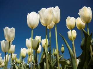 ‫الحمد‬ ‫ا‬ ‫سبحان‬
 