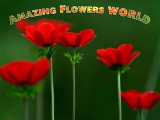 Amazing flowers