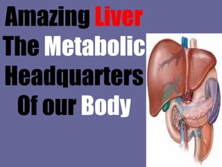 Amazing  Liver The  Metabolic Headquarters Of our  Body 