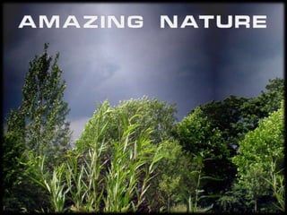 AMAZING NATURE 