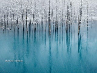 Blue Pond, HokkaidoBlue Pond, Hokkaido
 