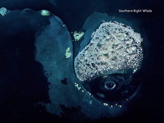 Southern Right WhaleSouthern Right Whale
 